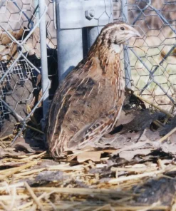 Coturnix Quail